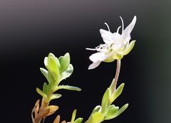 Arenaria ciliata