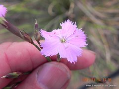 Dianthus basuticus