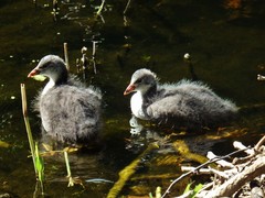 Fulica atra