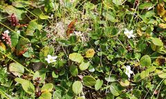 Arenaria ciliata