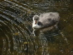 Fulica atra