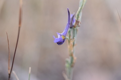 Delphinium peregrinum