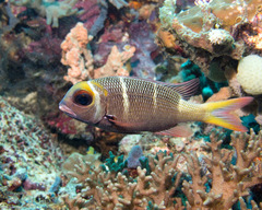 Monotaxis heterodon