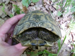 Testudo hermanni boettgeri