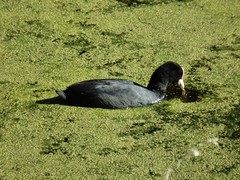 Fulica atra