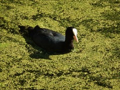 Fulica atra