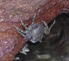 Grapsus tenuicrustatus