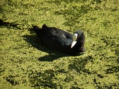 Fulica atra