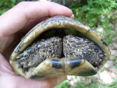 Testudo hermanni boettgeri