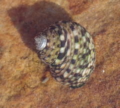 Monodonta australis image