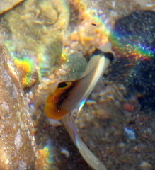 Chaetodon vagabundus