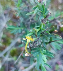 Struthiola eckloniana