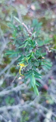 Struthiola eckloniana