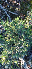 Struthiola eckloniana