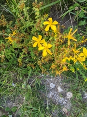 Hypericum perforatum