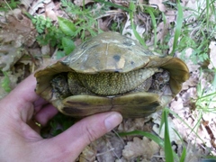 Testudo hermanni boettgeri