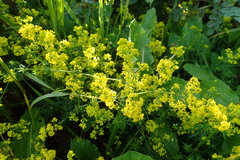 Galium verum
