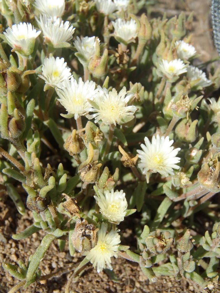Delosperma pottsii