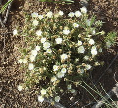 Delosperma pottsii