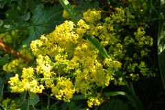 Galium verum
