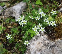 Moehringia ciliata