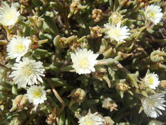 Delosperma pottsii