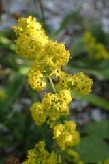 Galium verum