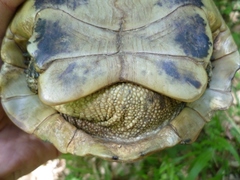 Testudo hermanni boettgeri