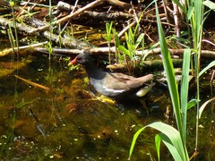 Gallinula chloropus