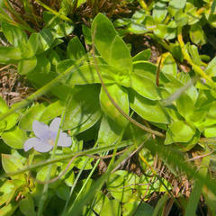 Craterocapsa tarsodes