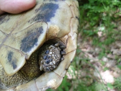 Testudo hermanni boettgeri