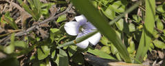 Craterocapsa tarsodes