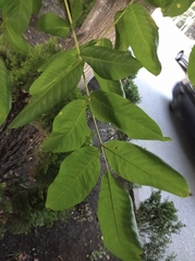 Juglans regia