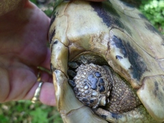 Testudo hermanni boettgeri