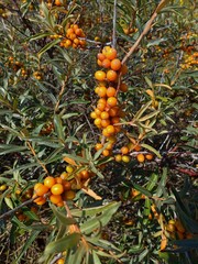 Hippophae rhamnoides