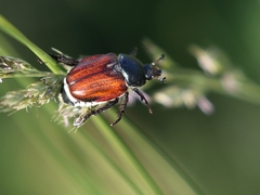 Anisoplia tempestiva