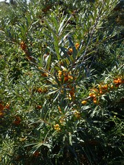 Hippophae rhamnoides