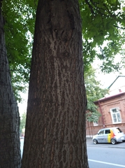 Juglans regia