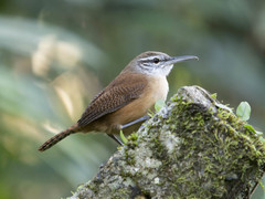 Cantorchilus longirostris