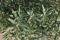 Hippophae rhamnoides