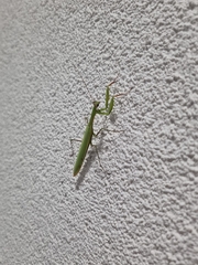 Mantis religiosa
