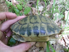 Testudo hermanni boettgeri