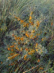 Hippophae rhamnoides