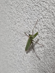Mantis religiosa