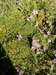 Udea alpinalis