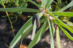 Orthoporoides