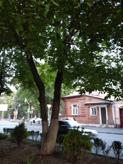 Juglans regia