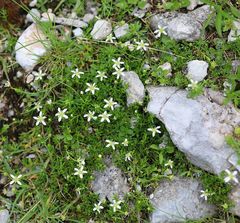 Moehringia ciliata