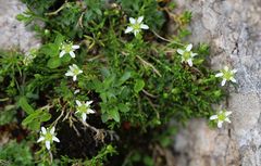 Moehringia ciliata