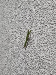 Mantis religiosa